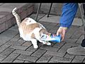 Kitty Treat Thief  | BahVideo.com