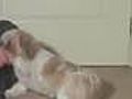 Shih-Tzu Learning Shake-a-Paw Dog Trick | BahVideo.com