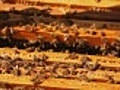 Private apiary | BahVideo.com