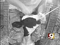 Ohio Dairy Farm Worker Charged With Animal Cruelty | BahVideo.com