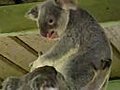 Koala Fight | BahVideo.com