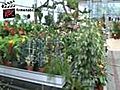 Gartencenter Gartenwelt Knotz aus Eibiswald in der Steiermark - Gartenplanung und Gartengestaltung | BahVideo.com