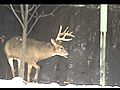 9-Point Buck Plymouth MN 2010 | BahVideo.com