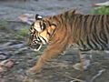 Tiger Cubs Explore Exhibit | BahVideo.com