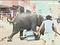 Wild Elephant Attack Caught On Camera | BahVideo.com