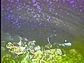 diverdave tickles salmon eels and parr | BahVideo.com