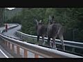 Two Moose Hit The Road | BahVideo.com