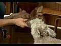 Dog Tug of War with Brad Pattison | BahVideo.com
