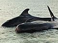 Raw Video Mass Stranding of Pilot Whales | BahVideo.com