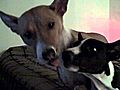 Basenji s Kissing Puppy Love | BahVideo.com