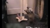 Star-Spangled Groundhog | BahVideo.com