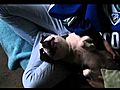 Bugsy the talking dog  | BahVideo.com