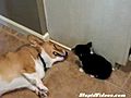 Corgi Puppy Vs Adult Corgi | BahVideo.com
