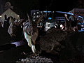 When Animals Attack  | BahVideo.com