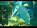 beauty beneath the waves - Sony Underwater Sport Pack SPKHCF | BahVideo.com