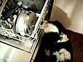 haha the dog does the dirty dishes clean xdxd | BahVideo.com