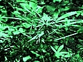 Philip Farber - Magick amp amp Entheogens - Vol 1 Cannabis | BahVideo.com