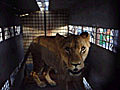 A new lease of life for 25 Bolivian lions | BahVideo.com