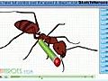 How to Draw an Ant | BahVideo.com