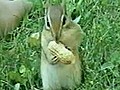 Cheeky Chipmunk | BahVideo.com
