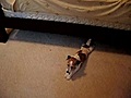 Perro restregando la cebolleta | BahVideo.com