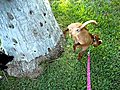 Dog doing handstand while peeing | BahVideo.com