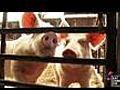 Anthony Bourdain - Pork Porn | BahVideo.com