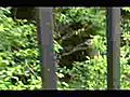 Deer Caught On Fence | BahVideo.com