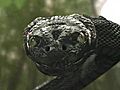 Anaconda 3 Offspring | BahVideo.com