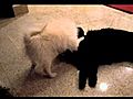 Harvey amp Puppy1 MOV | BahVideo.com