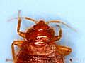  What is a Bed Bug  | BahVideo.com