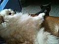 Lily s tickle spot | BahVideo.com