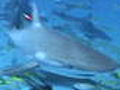 Shark Week Shark Migration | BahVideo.com
