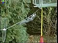 Mission Impossible Squirrel | BahVideo.com