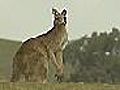 Australien startet Jagd auf K ngurus | BahVideo.com