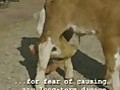 Six-Legged Cow | BahVideo.com