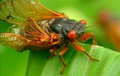 The cicadas are coming amp 32 amp 32 Yum  | BahVideo.com