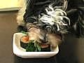 What Recession Pampered Pooches Enjoying Sushi | BahVideo.com