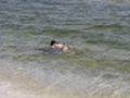 Lady Snorkeling In Bikini | BahVideo.com