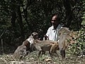 Monkey man | BahVideo.com