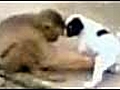 Monkey and Dog | BahVideo.com