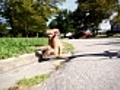 Running Dog | BahVideo.com