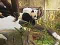 Panda Snow Day | BahVideo.com