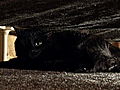 My Cat From Hell How to Handle Scared Cats | BahVideo.com