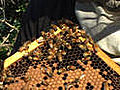 How to Create a Honey Bee Hive | BahVideo.com