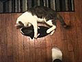 Cat Vs Shoe | BahVideo.com