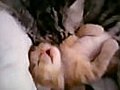 Mother Cat Hugs Baby Kitten | BahVideo.com