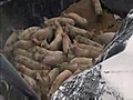 Huge Pig Burying Alive Slaughter In Korea | BahVideo.com