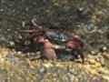 Crab Walking | BahVideo.com