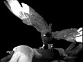 Correr aleteando el eslab n evolutivo de las aves | BahVideo.com